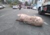 Porco fugitivo pula de caminhão em plena avenida em Lafaiete
