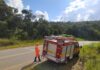 BOMBEIROS PROCURAM MAIS DE 30 CÃES ABANDONADOS EM RODOVIA