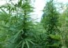 PM prende homem que cultivava 750 mudas de maconha após denuncia