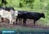 Congonhas realiza campanha permanente de inseminação artificial em bovinos