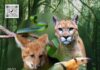 Ecotres realizará Seminário Gestão de Conflitos e Manejo de Fauna Silvestre